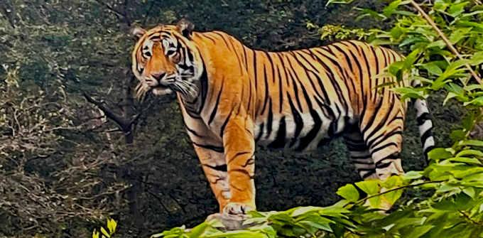 dsp-7-jan-tiger-option-1_desktop-jpg dsp-7-jan-tiger-option-1_desktop-jpg